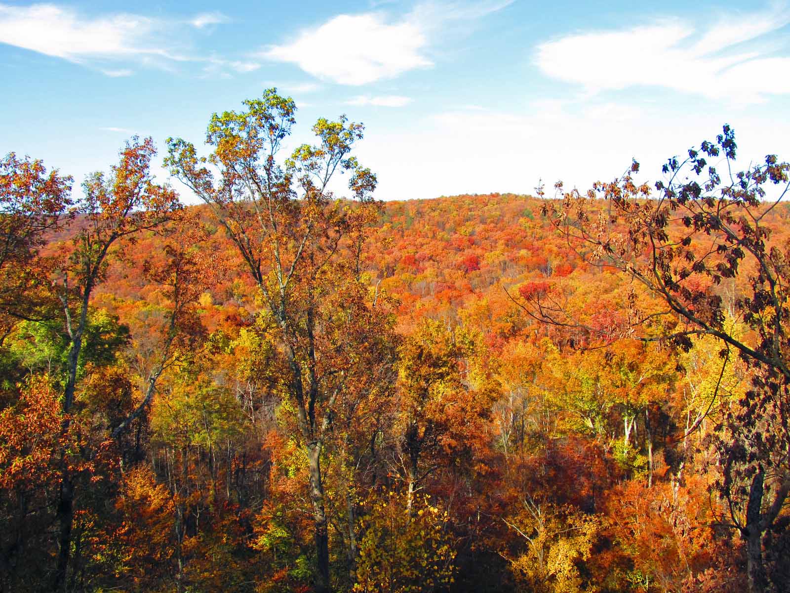 Bernheim Forest